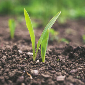 Organic Fertilizers & Agri Inputs