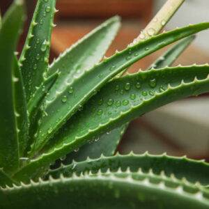 Aloe Vera