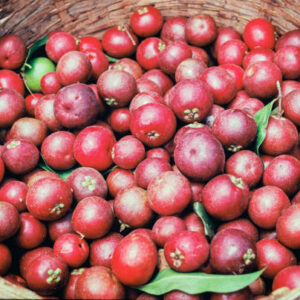 Kokum