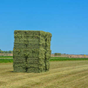 Alfalfa Hay Pellets