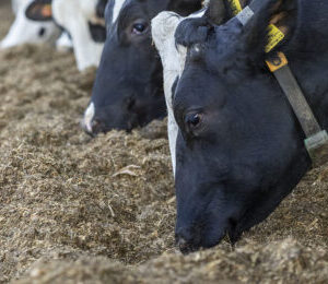 Rumen Protected Feed Additives