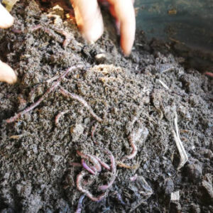 Vermicompost